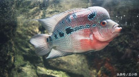 羅漢魚飼養